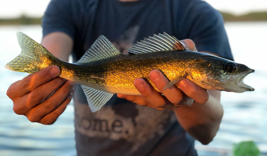 Making the Big Catch