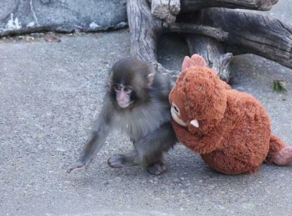 Punch clings to his favorite IKEA toy.