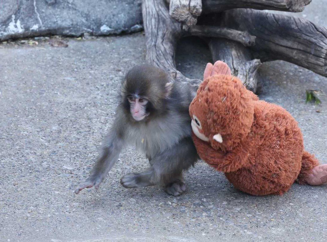 Punch clings to his favorite IKEA toy.